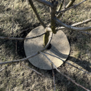Пристовбурові кола з конопель Greenery Land™