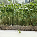 Мати для мікрогріну з конопель Greenery Land™