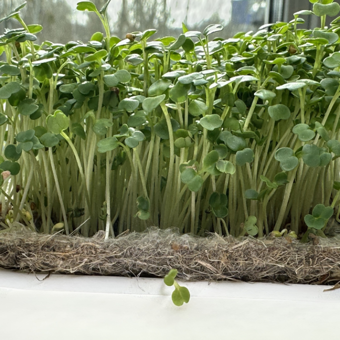 Мати для мікрогріну з конопель Greenery Land™