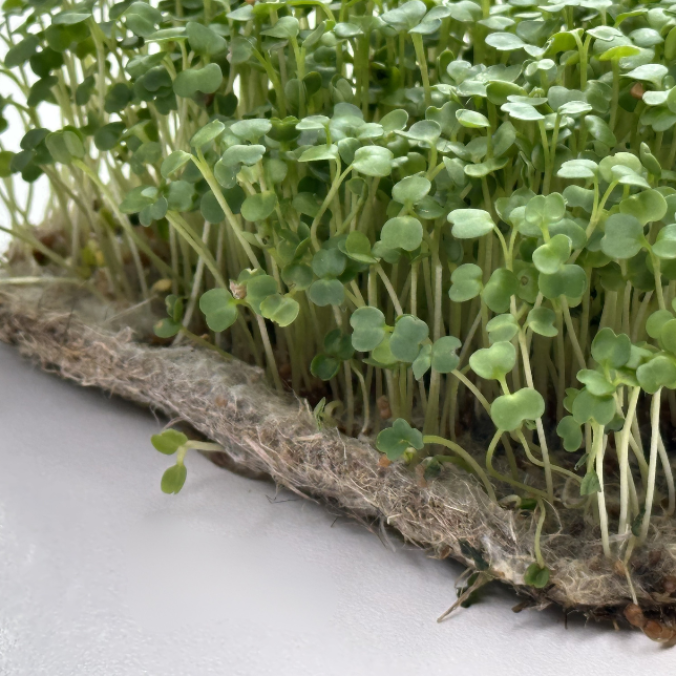 Мати для мікрогріну з конопель Greenery Land™